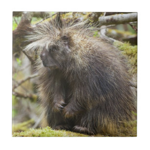 Festgestelltes Porcupine Fliese