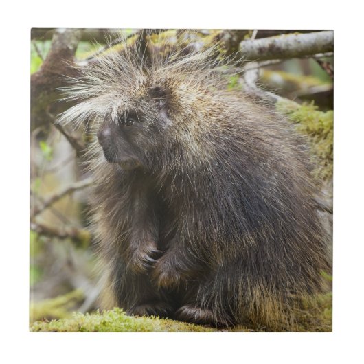 Festgestelltes Porcupine Fliese (Vorderseite)