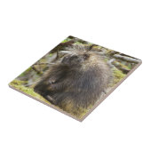 Festgestelltes Porcupine Fliese (Seite)