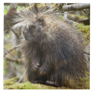 Festgestelltes Porcupine Fliese