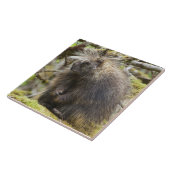 Festgestelltes Porcupine Fliese (Seite)