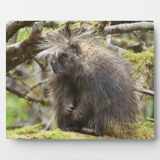 Festgestelltes Porcupine Fotoplatte (Vorderseite)
