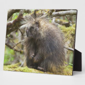 Festgestelltes Porcupine Fotoplatte (Seite)