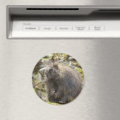 Festgestelltes Porcupine Magnet (In Situ (Geschirrspüler))