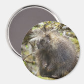 Festgestelltes Porcupine Magnet (Vorderseite/Rückseite)