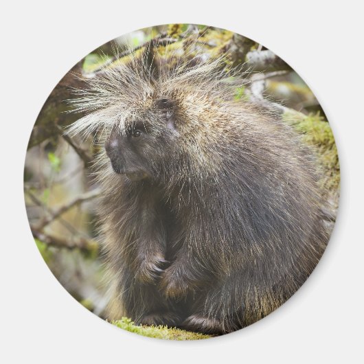 Festgestelltes Porcupine Magnet (Vorne)