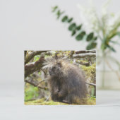 Festgestelltes Porcupine Postkarte (Stehend Vorderseite)