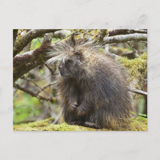 Festgestelltes Porcupine Postkarte (Vorderseite)