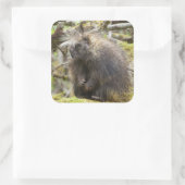 Festgestelltes Porcupine Quadratischer Aufkleber (Tasche)