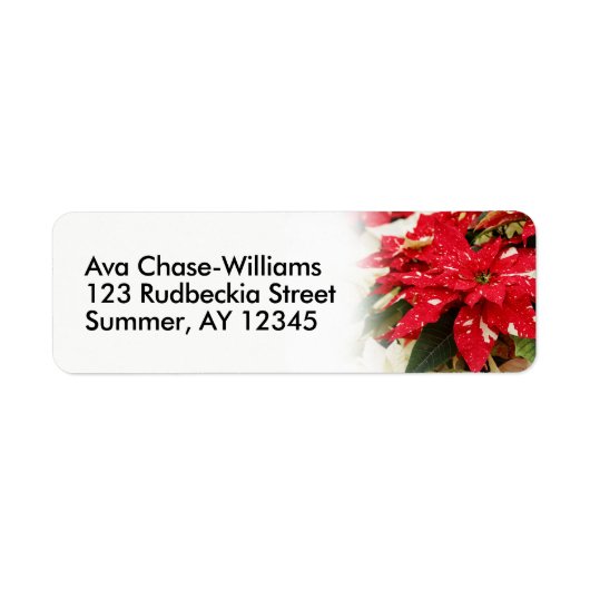 Festival Rotes Weißes Blumengestein (Vorne)