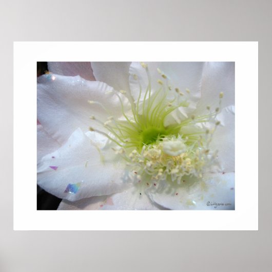 Festival White Cactus Blume Poster Print (Vorne)