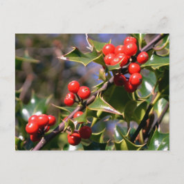 Festliche Berries Postkarte
