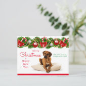 Festliche Rhodesian Ridgeback Weihnachtspostkarte Feiertagspostkarte (Stehend Vorderseite)