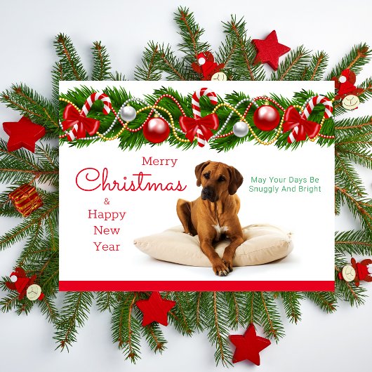 Festliche Rhodesian Ridgeback Weihnachtspostkarte Feiertagspostkarte