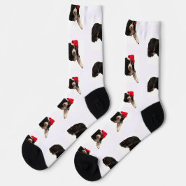 Festlicher und süßer Bernedoodle mit Weihnachtsman Socken