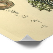 Fetalposition Pelvis Anatomie Vintage Kunstdrucken Poster (Ecke)