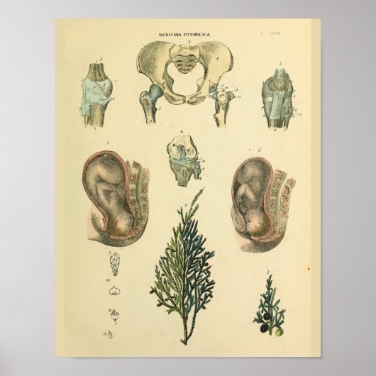 Fetalposition Pelvis Anatomie Vintage Kunstdrucken Poster (Vorne)