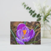 Fett Crocus Postkarte (Stehend Vorderseite)