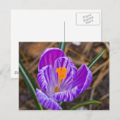Fett Crocus Postkarte (Vorne/Hinten)