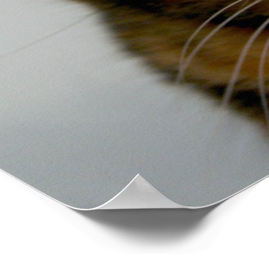 Fett Katze mit Attitude, lustiges Katzenposter Poster (Ecke)