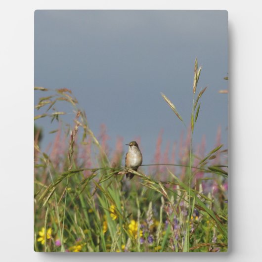 Fett kleiner Hummingbird Fotoplatte (Vorderseite)