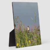 Fett kleiner Hummingbird Fotoplatte (Seite)