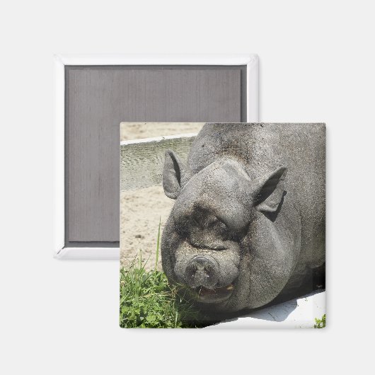 Fett Piggy | Ackerland Magnet (Vorderseite/Rückseite)