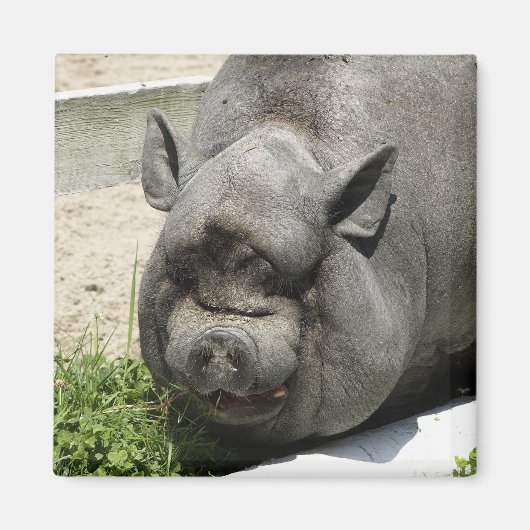 Fett Piggy | Ackerland Magnet (Vorne)