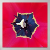 Fett Rote Tulip Blume Makro Naturfotografie Poster (Vorne)