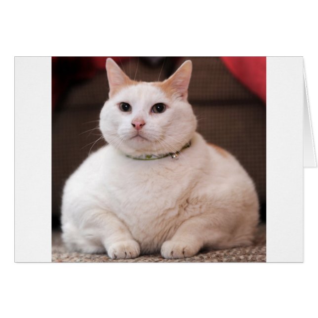 Fettkatze (Vorderseite (Horizontal))
