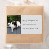 Fettkatze auf Zaun (Insitu)