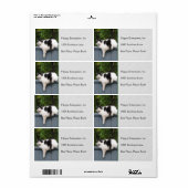 Fettkatze auf Zaun (Vorne)