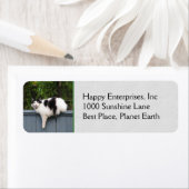 Fettkatze auf Zaun (Insitu)