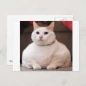 Fettkatze Postkarte (Vorne/Hinten)