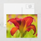 Fettleber - Taglilie Postkarte (Vorne/Hinten)