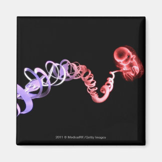 Fetus mit Nabelschnur aus DNA-Strängen Magnet