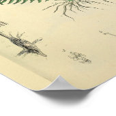 Fetus Postion Medizinische Pflanze Anatomie Kunstd Poster (Ecke)