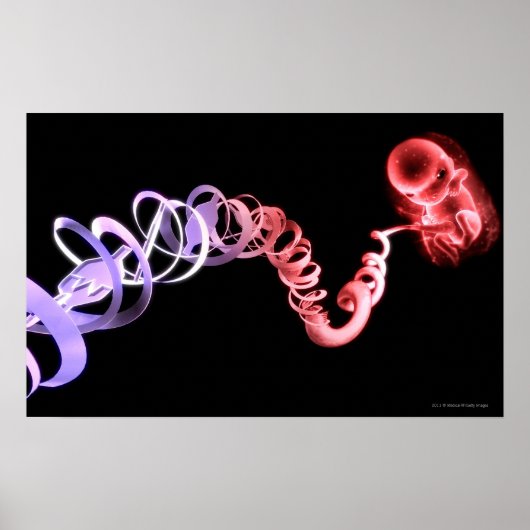 Fetus with an umbilical cord made of DNA strands Poster (Vorne)