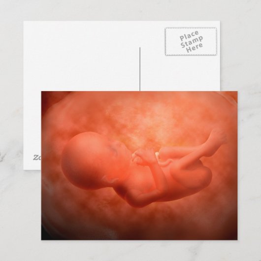 Fetusentwicklung nach 24 Wochen Postkarte (Vorne/Hinten)