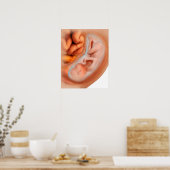 Fetusentwicklung nach 36 Wochen Poster (Küche)