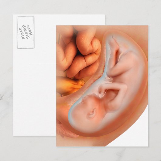 Fetusentwicklung nach 36 Wochen Postkarte (Vorne/Hinten)