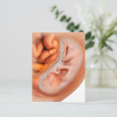 Fetusentwicklung nach 36 Wochen Postkarte (Stehend Vorderseite)