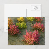 Feuchtgebiet Postkarte (Vorne/Hinten)