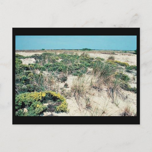 Feuchtgebiete. Delaware Bay Cape Henlopen Postkarte (Vorderseite)