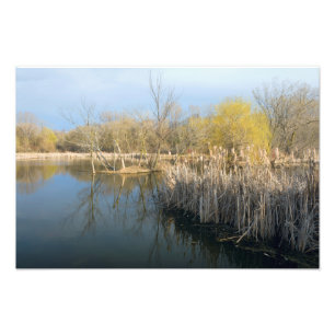 Feuchtgebiete Schilf und Bäume in West Saint Paul Fotodruck