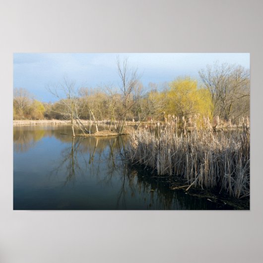 Feuchtgebiete Schilf und Bäume in West Saint Paul Poster (Vorne)