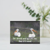 Feuding Pelicans Postkarte (Stehend Vorderseite)