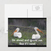 Feuding Pelicans Postkarte (Vorne/Hinten)