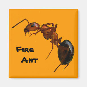 Feuer-Ameise Magnet