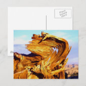 Feuer auf dem Mtn Postkarte (Vorne/Hinten)